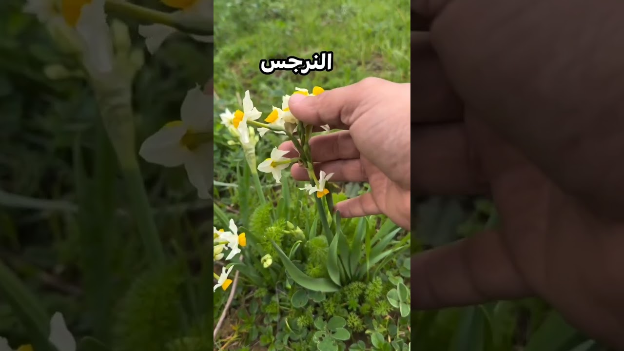 نبات النرجس