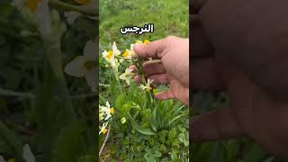 نبات النرجس