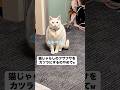そのまま固まるなww #自分でおもちゃを準備し待つ猫 #猫 #猫のいる暮らし