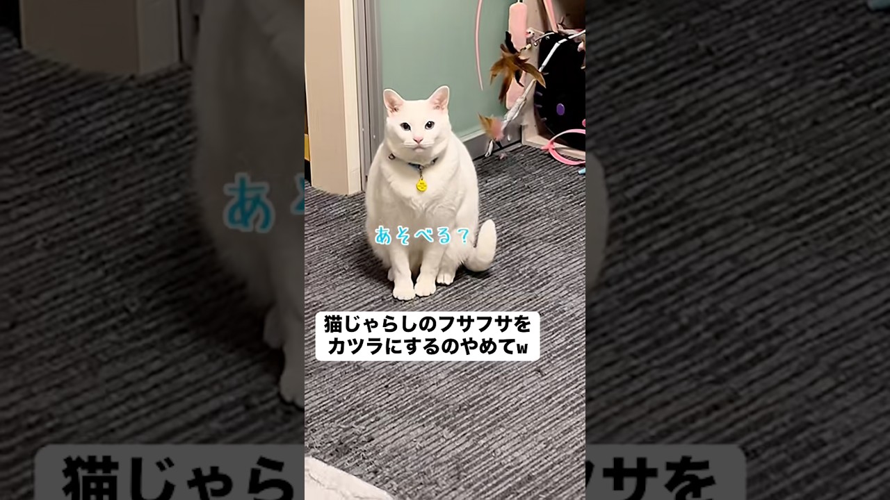 そのまま固まるなww #自分でおもちゃを準備し待つ猫 #猫 #猫のいる暮らし