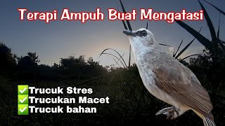 Terapi trucukan stres - Terapi trucukan biar cepat gacor  dengan suara air mengalir