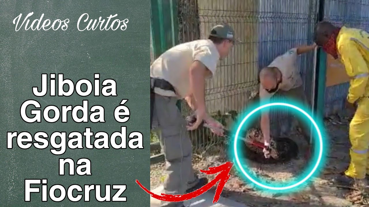 Jiboia Gorda é resgata na Fiocruz | Shorts | Biólogo Henrique