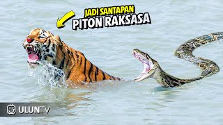 Terrible! Big Cats Make Mistakes And Become A Meal For Giant Pythons | Animal Fight