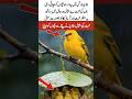 Mother Bird Protects Babies in Rain Heart Touching Scene#viralvideo #islamicvideo # love # ytshorts