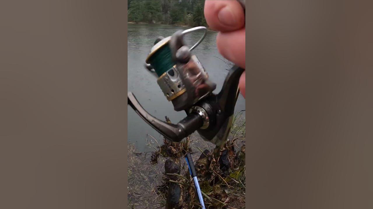 3rd Times a Charm TROUT Bobber Down!!! shorts fishing YouTube