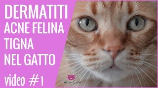 Dermatitis, feline acne, ringworm in the cat  1 part!