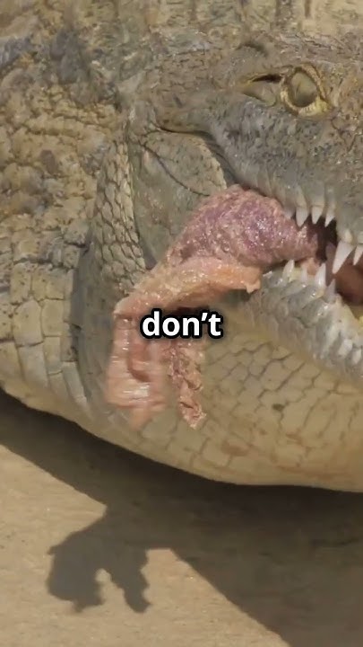 10 Fun Facts About Crocodiles You Didn't Know! #wildanimalfacts #