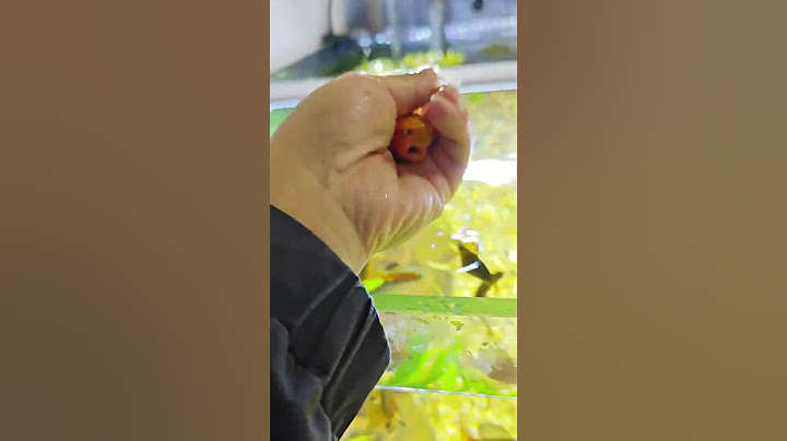 听说鱼只有七秒的记忆，这是真的，我这只傻鱼就是个憨包，每次随便就抓住，还不长记性，对它有点无语😈鱼缸里的大自然