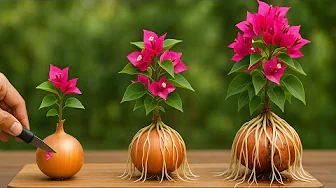 Propagating Bougainvillea with Onions: Little-Known Tips - Roots Like Crazy.