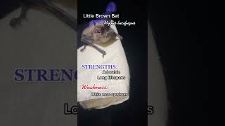 Download Lagu #savethebats #bats #batty #wildlife #cute #shorts MP3