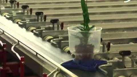 Vision & Robotics: Aris - Grading different orchids