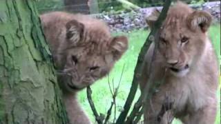 Cute Cubs eat tree