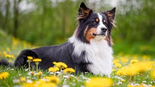 The Potential of Australian Shepherds in Search and Rescue Missions