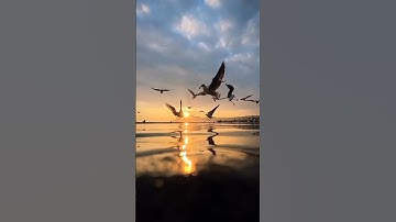 Why Birds Migrate | The Secret Behind Birds Travel #shorts #BirdMigration #AnimalFacts #Nature