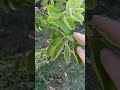 Giardinaggio/Gartenarbeit/jardinage/園芸/Gardening/berkebun/बागवानी/การทำสวน/种植/柿子