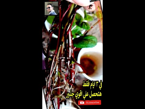  اقوي هرمون تجذير منزلي هيطلع جذور في ثلاث ايام فقط