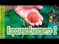 КЛУБНИКА "КОРОЛЕВА ЕЛИЗАВЕТА -2"! УРОЖАЙ ДО ЗАМОРОЗКОВ!