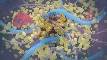 NanoTransfer™: Adipose Tissue Processing