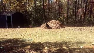 Apbt Bella Vs Mount Leafmore