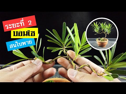 วีดีโอ: เรียนรู้เกี่ยวกับพืช Podocarpus - คำแนะนำในการปลูกต้น Podocarpus