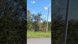 Рязанская область🏡🎼