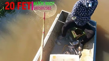 kich ca | xiệt điện 20fet  | thực tế 20fet cá nổi như phao | kích cá 20fet rô phi mùa hè bao nỗi |