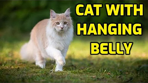 Why Do Cats Have Saggy Bellies? - DayDayNews
