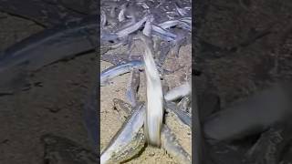 Grunion Run Starts THIS WEEK! May 1-4 2026 Southern California | Schedule + Best Beaches