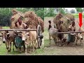 Bullock Cart Heavy Load Ride // Village Cow Cart // Buffalo cart Loaded Paddy