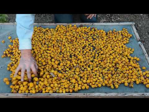 Video: Alıç nasıl ve ne zaman hasat edilir