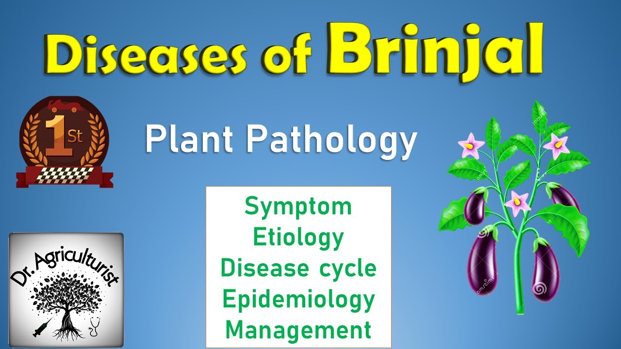 diseases of brinjal
