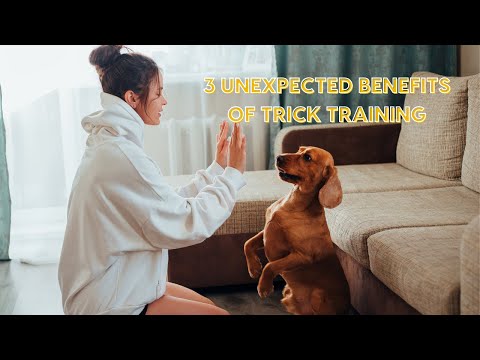 3 Unexpected Benefits of Trick Training