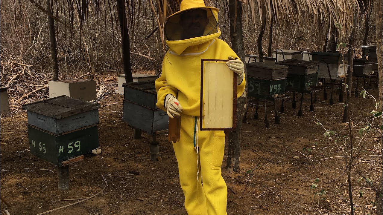 manejo e alimentação com abelhas apis