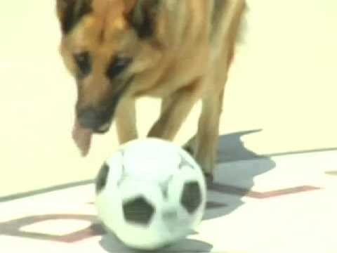 juegos de futbol de perritos