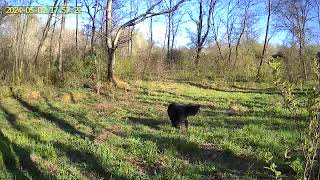Little black bear exploring the path