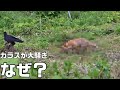 カラスが畑で大騒ぎしていたので見に行ってみると…