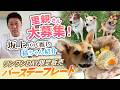 坂上パパによる推しニャンコ紹介