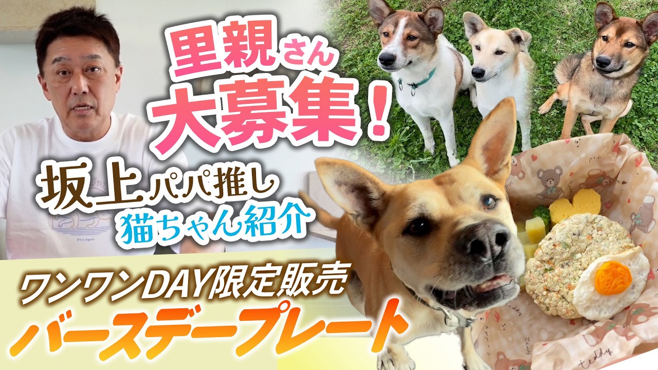 坂上パパによる推しニャンコ紹介
