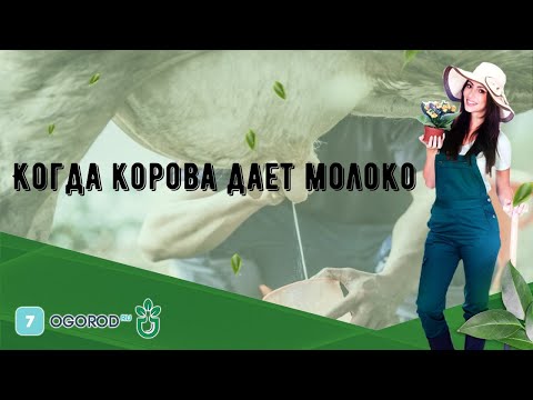 Когда корова дает молоко