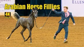 Cute Weanling Filly Champ  Arabian Horse National Breeder Finals Show
