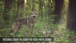 BLAZEVIDEO 4G LTE TRAIL CAMERA screenshot 4