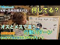 OKバス釣りゼミナール#13 【ミッドスポーニング解説】見えバスの行動|オスとメスで違うエリアと状態