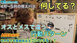 OKバス釣りゼミナール#13 【ミッドスポーニング解説】見えバスの行動｜オスとメスで違うエリアと状態