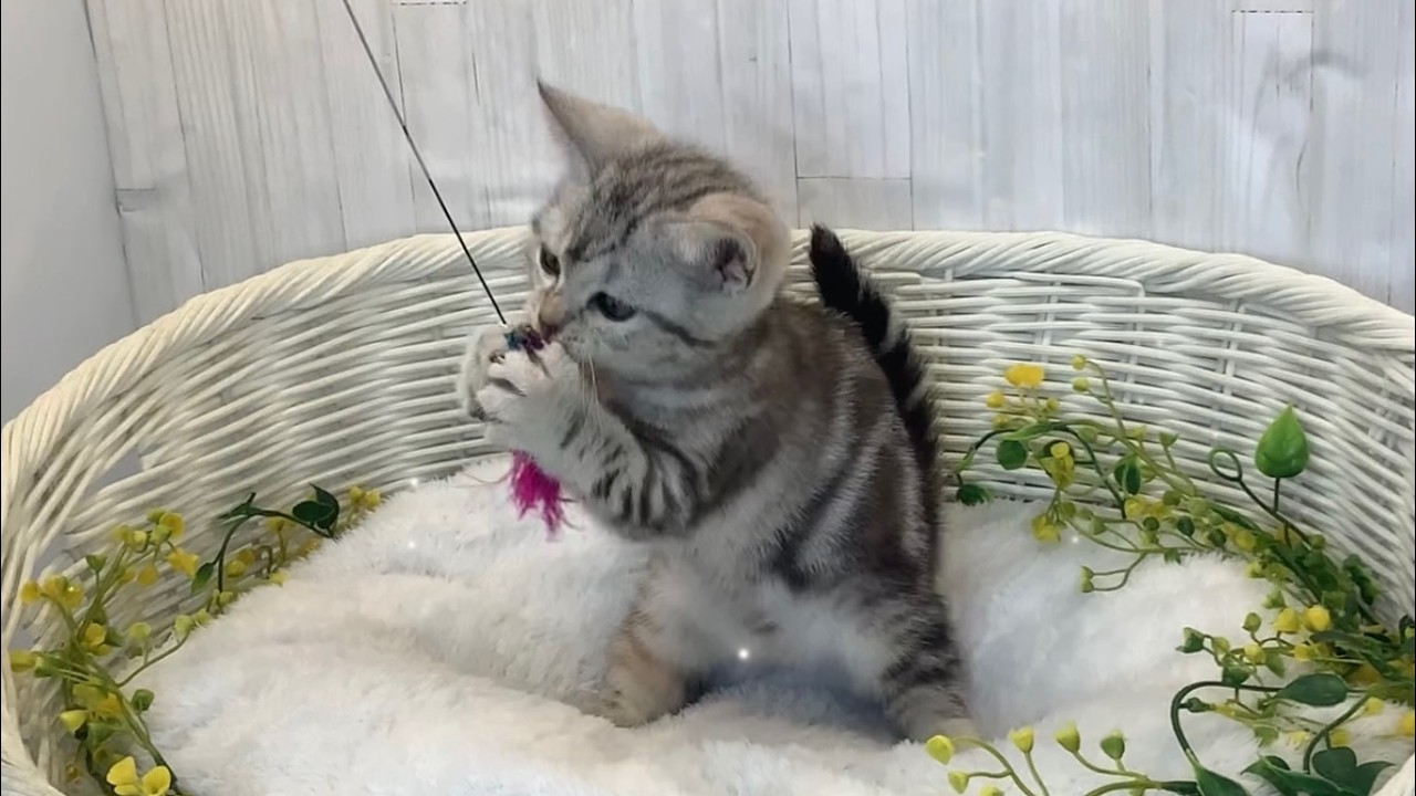アメショーcat様 アメリカンショートヘア♀2602D0162 - YouTube