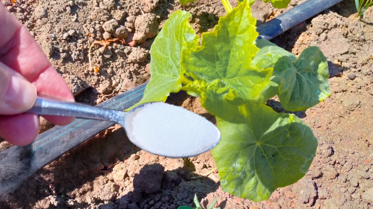 Ich gieße meine Gurken damit alle 2–3 Wochen. Das Ergebnis im Garten ist beeindruckend