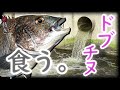 特殊な熟成方法でドブチヌを熟成すると?♡♡♡♡♡♡♡♡