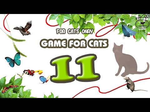 【猫用動画MIX11】蝶・鳥・ひも・ネズミ30分 GAME FOR CATS 11
