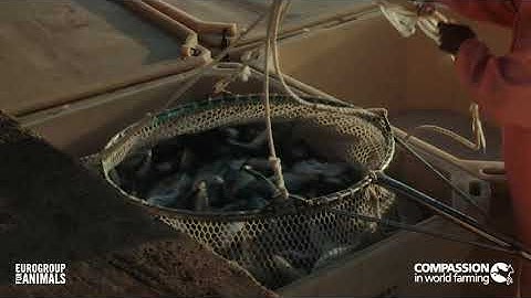 Aquaculture: Step 4 - Off to the market