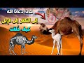 لماذا دعانا الله بالنظر الى الأبل؟ - معلومات رائعة عن الجمل - جمل