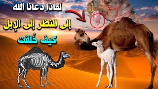 لماذا دعانا الله بالنظر الى الأبل؟ - معلومات رائعة عن الجمل - جمل